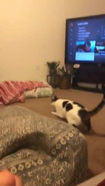 кошачье стандартное