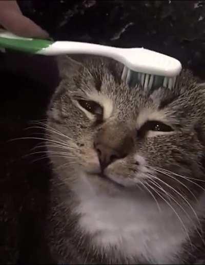 This cat is getting petted with a wet toothbrush, and it reminds him of his mother licking him