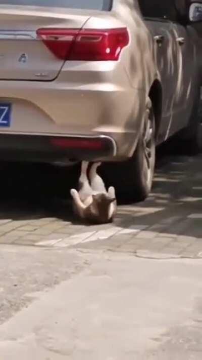 Crossfit cat is getting ripped