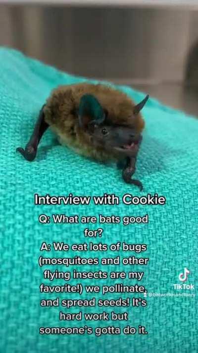 Cookie the hoary bat is an ambassador, educating people while being cute. (Video made by The World Bat Sanctuary)