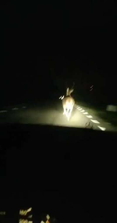 'if there only could be another way to escape' Deer probably