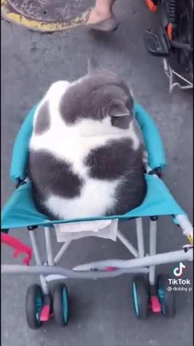 A cat and his chariot