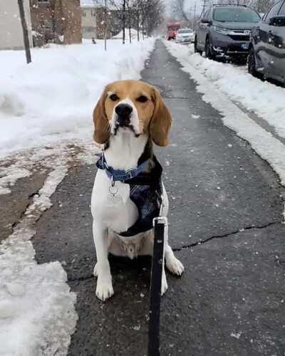 Zuko hates sitting still, but LOVES the snow...