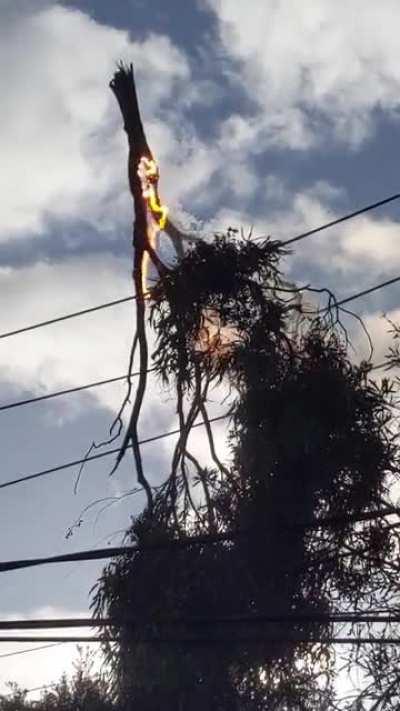 Anyone with power out in Burwood, this is why. Caught it on camera!