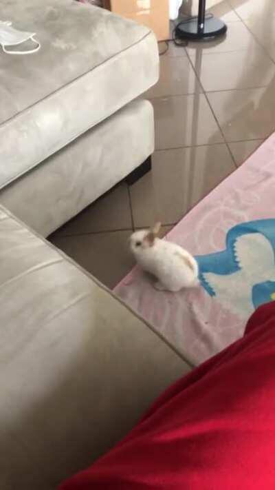 the cutest video of hazel when she was only 8weeks! she struggled to jump on the couch but now she is a pro 🤣