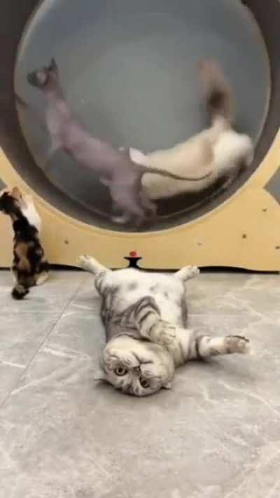 There're two(+1) types of cats...