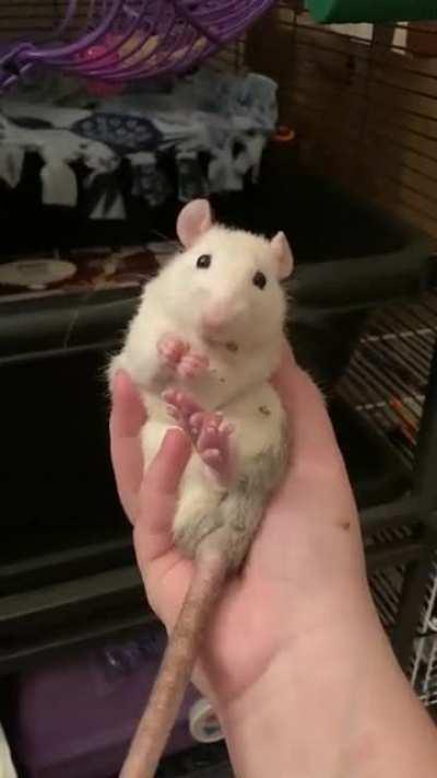 Yuki is enjoying her lentil🐁❤️