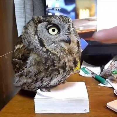 This guy sings when he needs attention