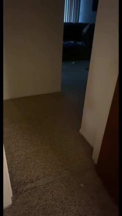 My cat, everyone. Never a dull moment.