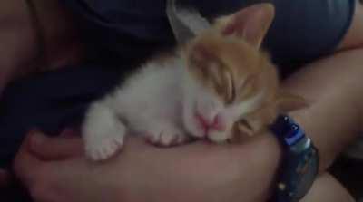 Kitten falls asleep to kisses