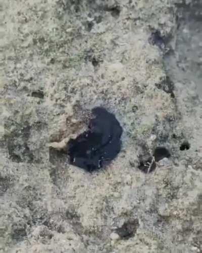 Marine Flat worm eating a crab..
