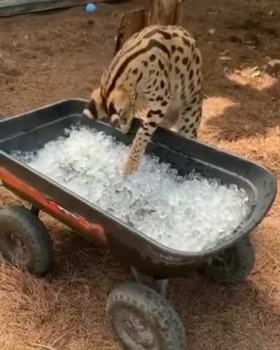 Serval sees ice for the first time
