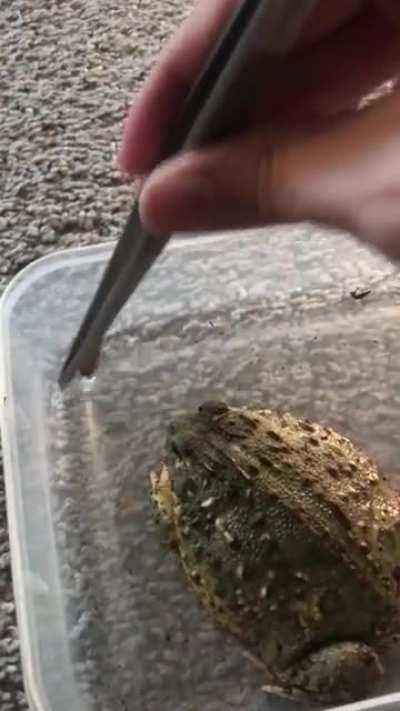 Frog struggles to catch prey