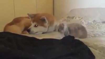 Bunnies flop when they feel safe, especially next to their bros.