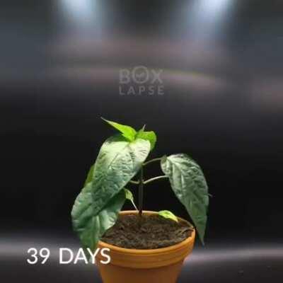 115 day red bell pepper time lapse