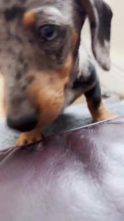 Barnaby has learnt how to use the steps ❤️