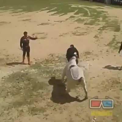 Magnificent bull tamer