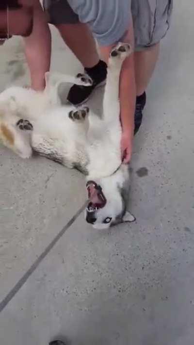 HUSKY THROWS TANTRUM - DOESN'T WANT TO LEAVE THE PARK
