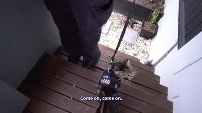 New Zealand Police - Secret Cat Division