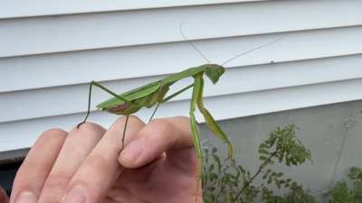 🔥Video of the gravid mantis from my earlier post. Enjoy!