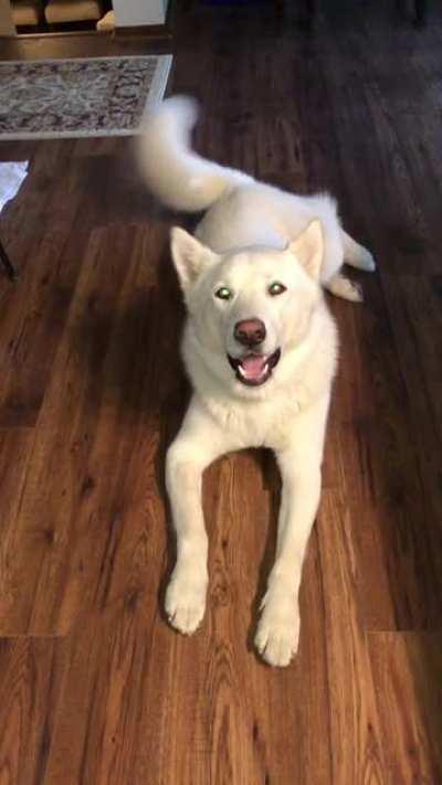 Toque (14 months) is letting me know its WAY past supper time and I need to get on the stick!