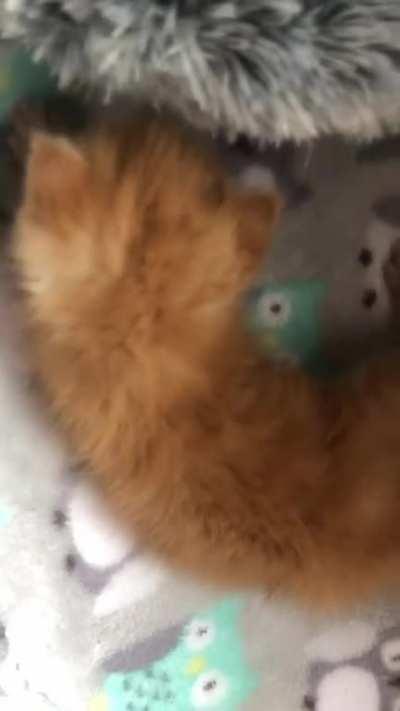 Caught this one putting up a fight before bottle time. Straight to lockup with this one