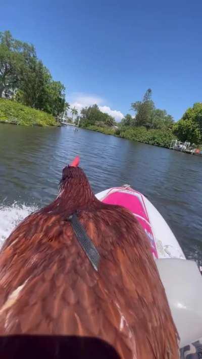 Jet ski chicken