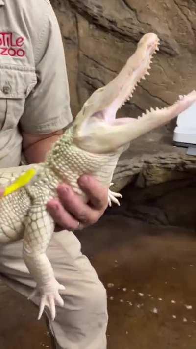 Everybody loves scritches.