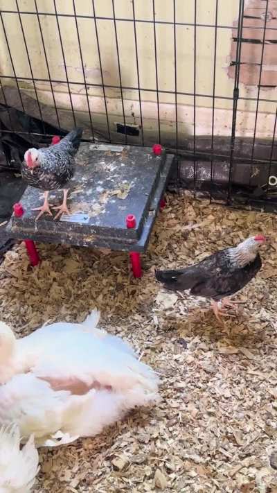 My bantams are starting to crow a