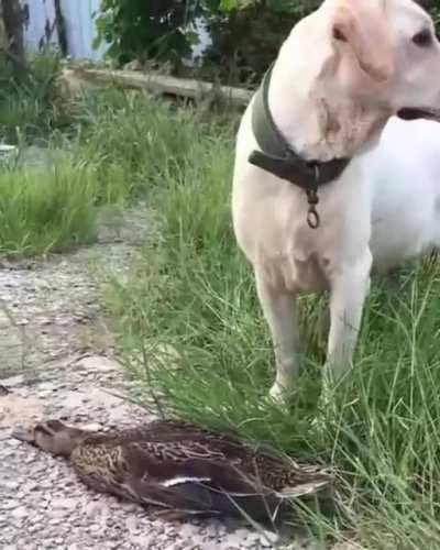 Tirou 20 em furtividade