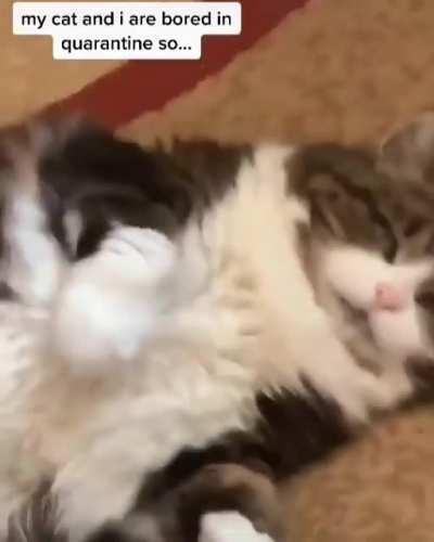 Communicating with your cat