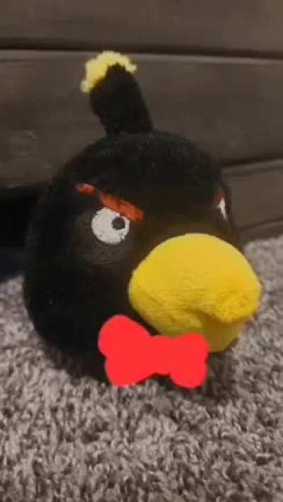 I want a cheeseburger just to eat