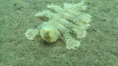 Aww, cute multi-legged creature cleaning the seafloor
