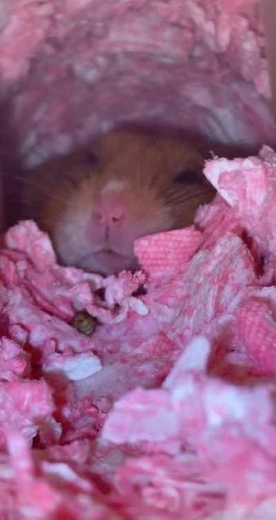 No I don’t think you understand, I’m obsessed