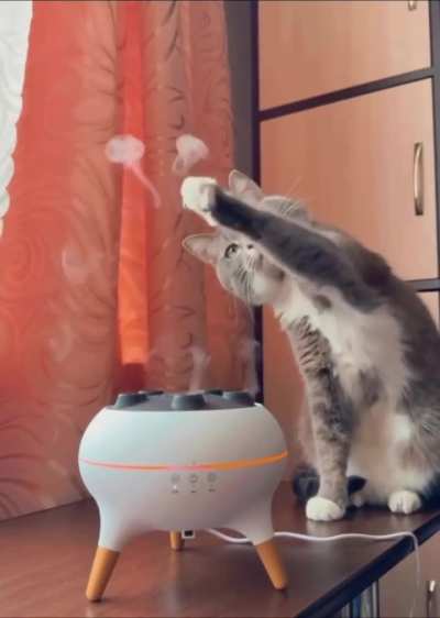 This cat trying to figure out the smoke ring sorcery