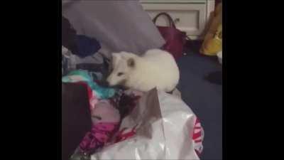 笑わずにはいられない - It is impossible not to laugh