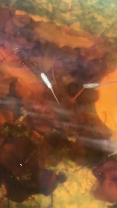 What on earth is this? In an old fountain in Portugal. They’re about 5cm long including tail.