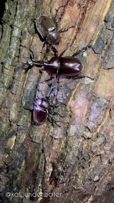 🔥 Japanese Rhino Beetles battle over female