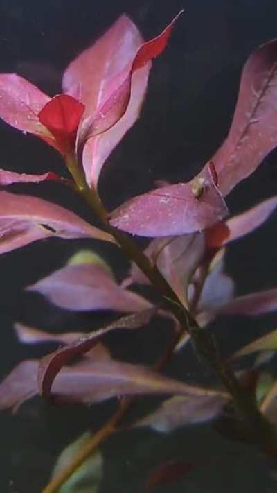 I heard you like pearling