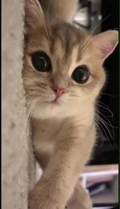 Cute kitten