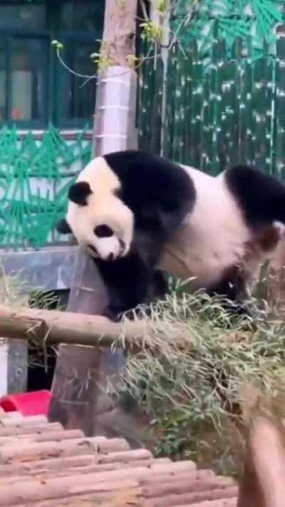 Error version of the dancer 🤪