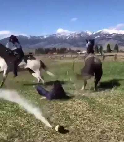 HMC While I pop champagne on top of a couple of horses