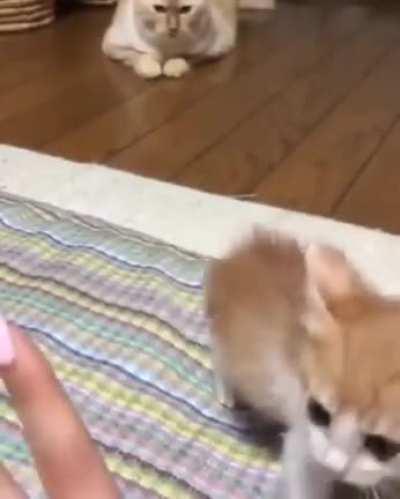 Don't mess with a small kitten... lovely