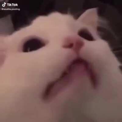 Eu devo me preocupar com o gato tomara que ele não exploda a casa evocando um Sharingan