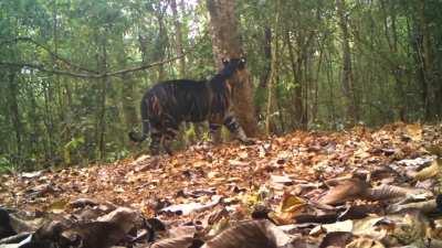 🔥 Rare Black Tiger marking its territory