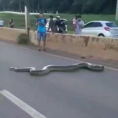 A huge anaconda crossing a 4-lane highway in Brazil