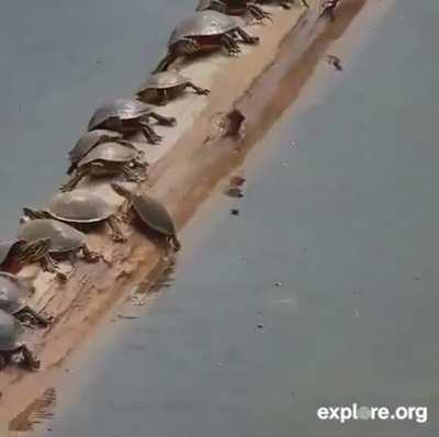 me trying to balance my priorities