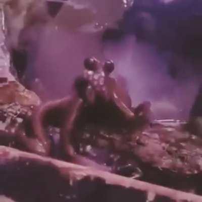 Octopus Waving Hello