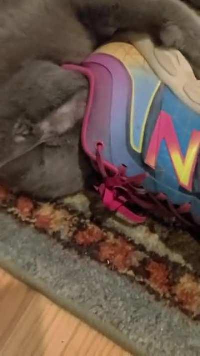 My cat with a foot fetish yelling at me for filming her