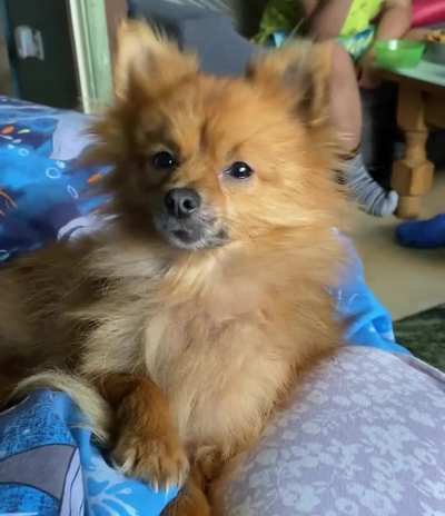 Cherie is a foster baby of mine, a very curious one 😅💙 this time it was a random noise I made when something irritated me 😅🤣💙